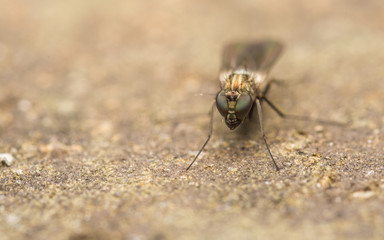Dolichopodidae fly, insect macro or close up
