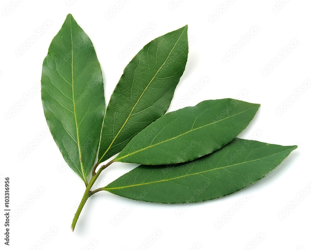 Wall mural bay leaf on a white background