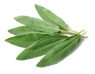 Sage leaves herbs