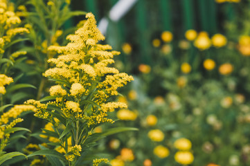 The plant goldenrod in bloom 5136. - obrazy, fototapety, plakaty