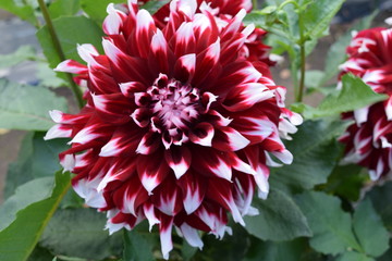 ダリア／山形県庄内地方のダリア園で、綺麗なダリアを撮影した写真です。