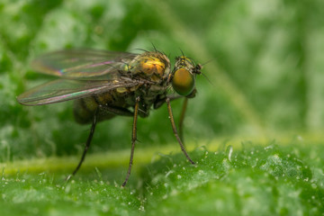 Dolichopodidae fly, insect macro or close up
