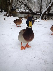 Anatra sulla neve