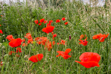 viele Mohnblumen auf einer Wiese