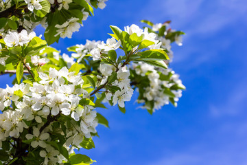 blühende Kirschblüten an einem Baum