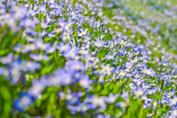 blaue Hyazinthen auf einer Wiese