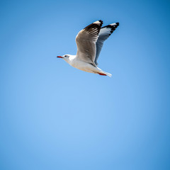 Seagull flying in the blue sky
