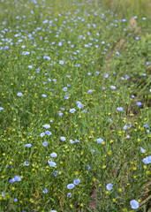 Blooming flax field