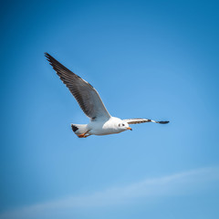 Seagull flying in the blue sky