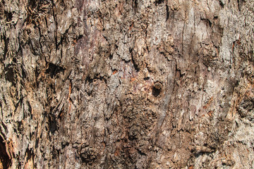 texture of bark wood