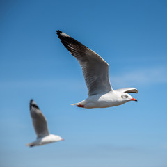 Seagull flying in the blue sky