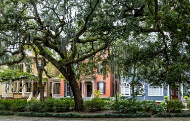 Row of Old Houses Beyond Oak Trees
