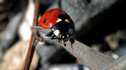 трава, мир под увеличением, растение, насекомые 