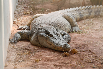 crocodile