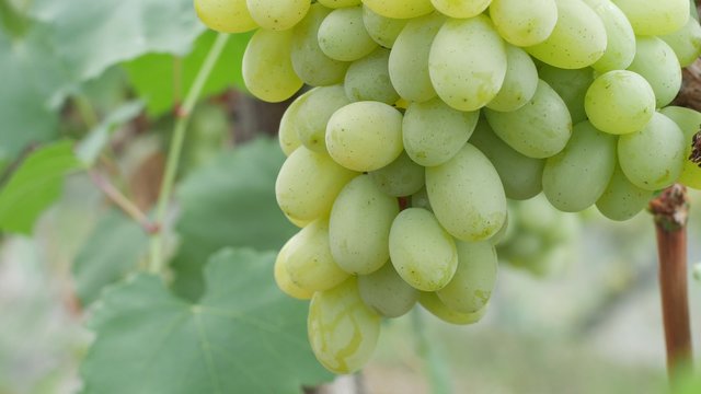 large green grapes can be seen closeup in the sun in the summer garden