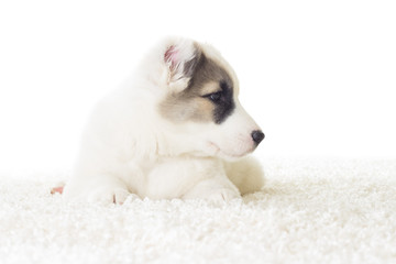 puppy lying on the fluffy white carpet