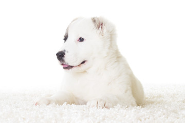 cute puppy Shepherd lying on the fluffy white carpet