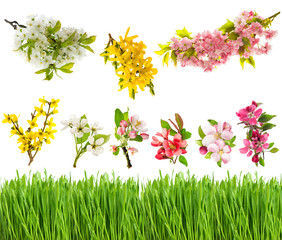 Obraz na płótnie Canvas Spring blossoms and fresh green grass closeup