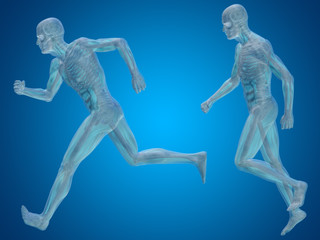 Conceptual man or human 3D anatomy or body on blue