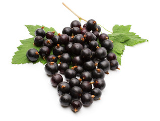Branch of black currant on a white background.