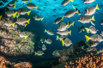 Fototapeta na wymiar Fishes in Mexico
