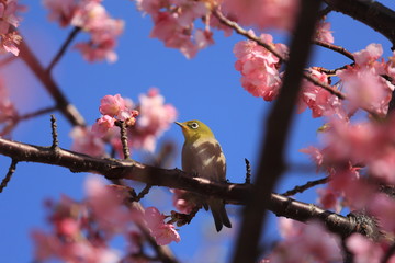 Japanese White-eye