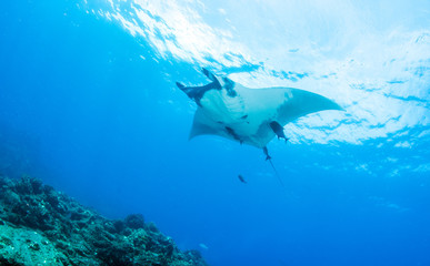 Obraz premium Manta Ray