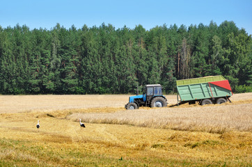 Working tractor and two stork on a wheat field.