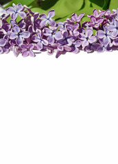 Fototapeta premium nice natural spring background with lilac flowers for congratula