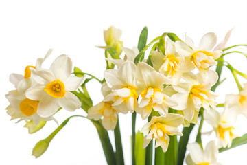 Naklejka na ściany i meble Bouquet of daffodils. Selective focus