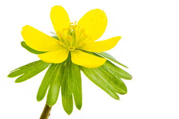 Isolated yellow blossom of winter aconite