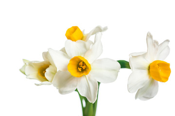 Naklejka na ściany i meble Sprig of daffodils