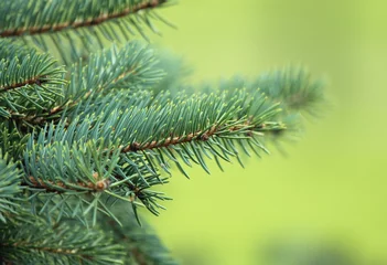Selbstklebende Fototapete Bäume Pine tree
