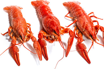 Boiled crawfish is isolated on a white background