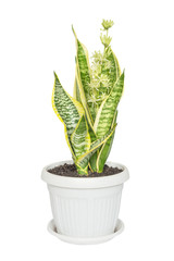 Blooming Sansevieria on a white background