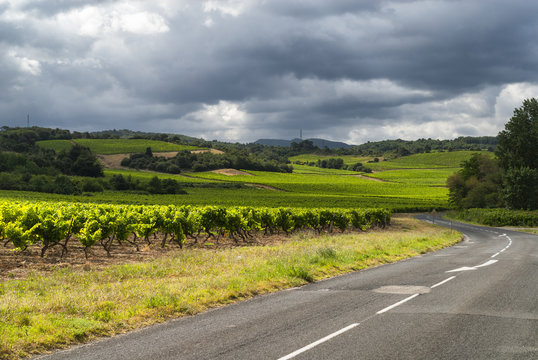 Vineyard near Carcassonne (France)