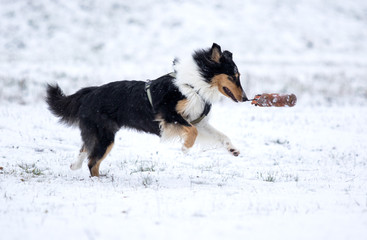 Dummyarbeit eines Collies im Schnee