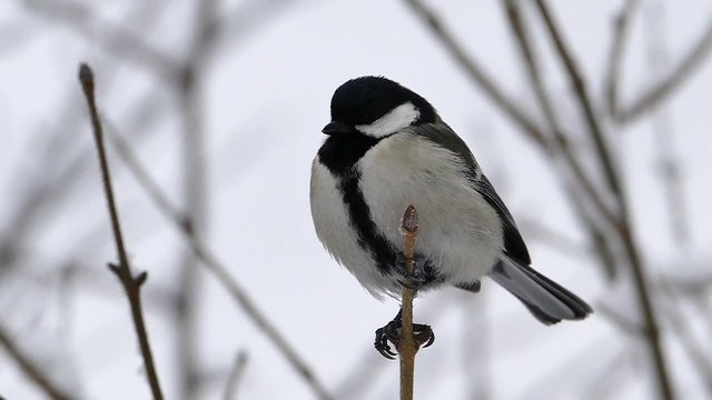シジュウカラ・スローモーション