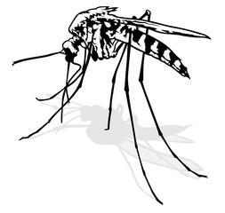 Mosquito - Black and White Outlined Illustration, Vector