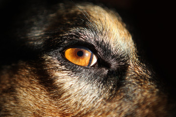 Yellow Dog Eyes - close-up - 103325378