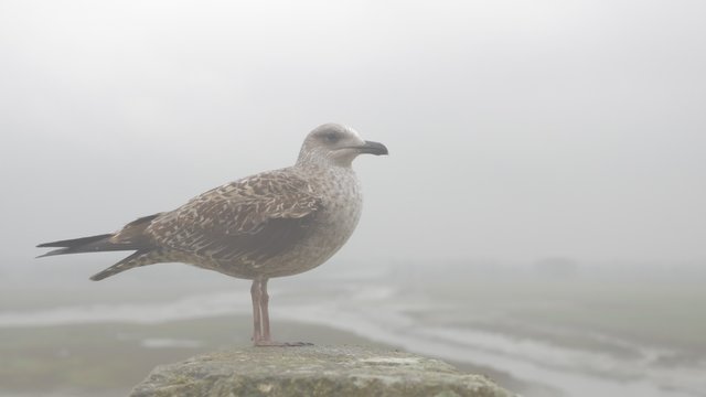 Lonely gull on Mont St Michel wall in France region of Normandy 4K 2160p UltraHD footage - Seagull on Mont Saint-Michel walls French cultural heritage 4K 3840X2160 UHD video 