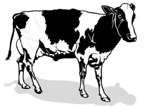 Spotted Milk Cow - Black and White Illustration, Vector