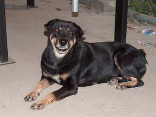 Lonely black dog with sad eyes.