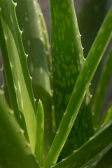 Green fresh leaves of aloe vera, skin treatment and rejuvenating