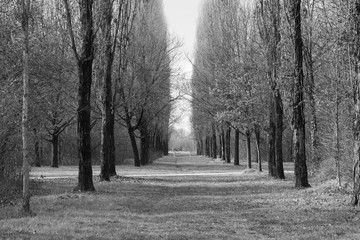 Milan (Italy): Parco Nord at winter