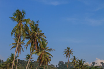 Obraz premium Palm tree with coconut
