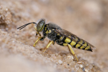 Bembix oculata