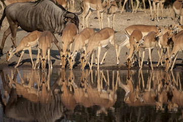 Impala (Aepyceros melampus)  del Timbavati Nature Reserve in Sud Africa
