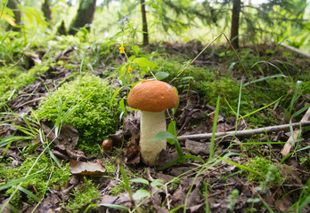 orange-cap boletus in the forest