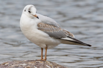 Fototapeta na wymiar Close up view of seagull